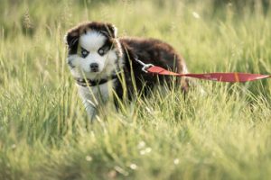Pomsky